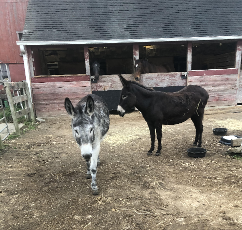 two donkeys in the yard outside a barn, some horses in the background